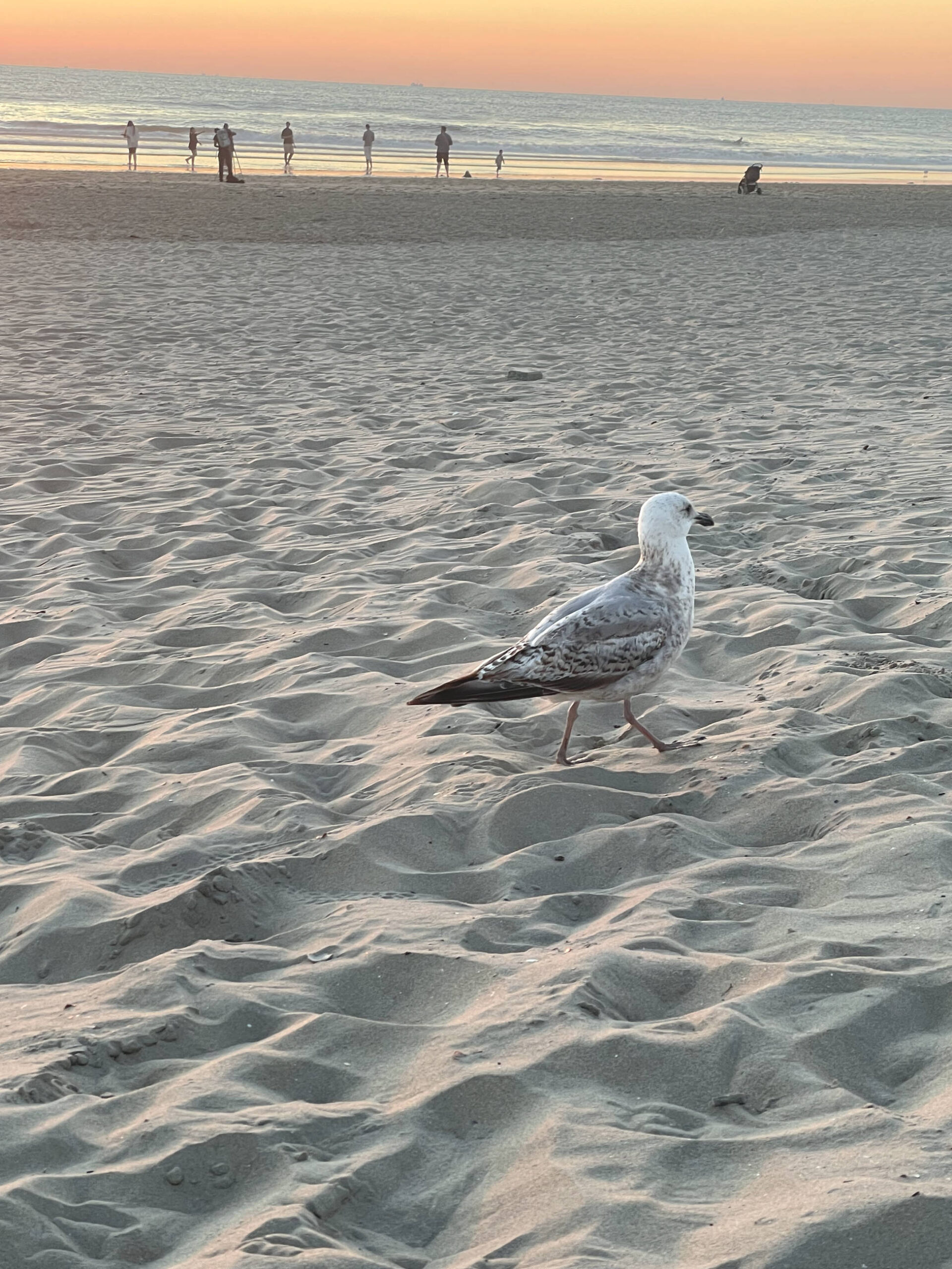 Mögen in Zandvoort