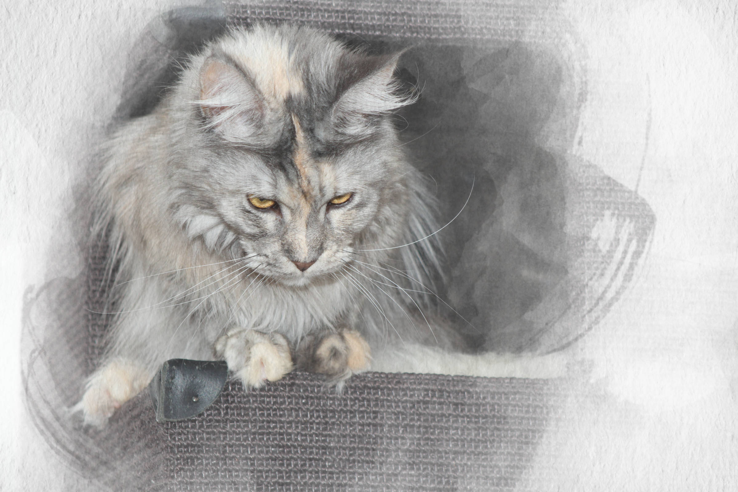 Maine Coon Digitale Aquarelle