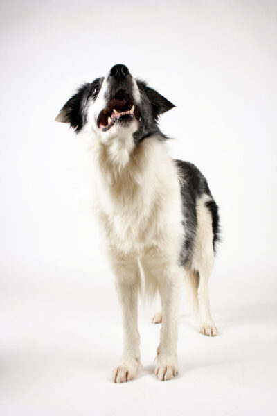 fotos_Border_Collie_jasminhahn