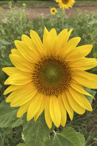 fotos_sonnenblumen_jasminhahn